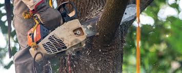 Reliable Birdsboro, PA Tree Care Solutions