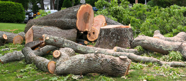 Reliable Birdsboro, PA Tree Care Solutions