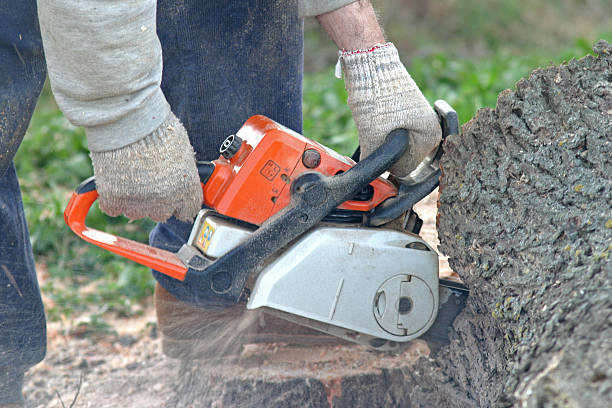 How Our Tree Care Process Works  in  Birdsboro, PA